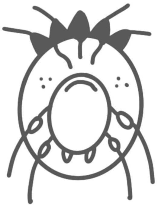 疥癬の成虫のイラスト